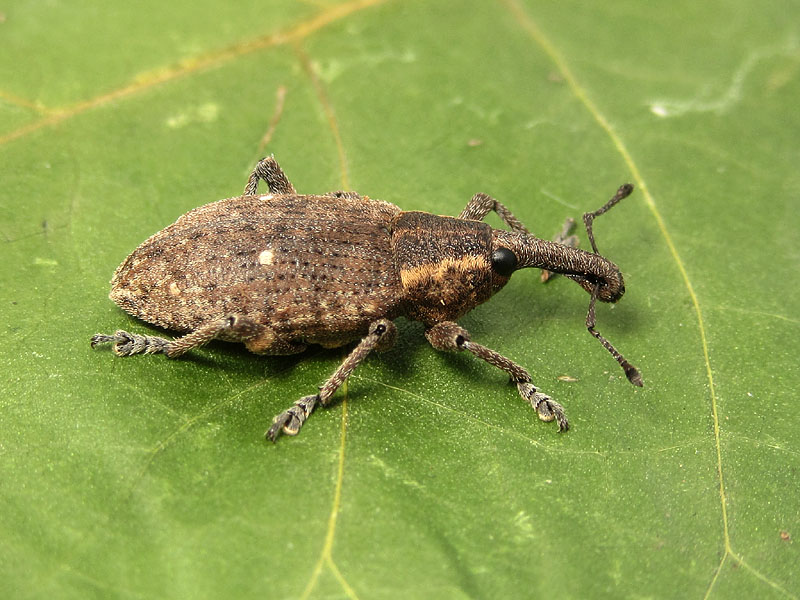 Curculionidae: Lepyrus palustris ?  S  !